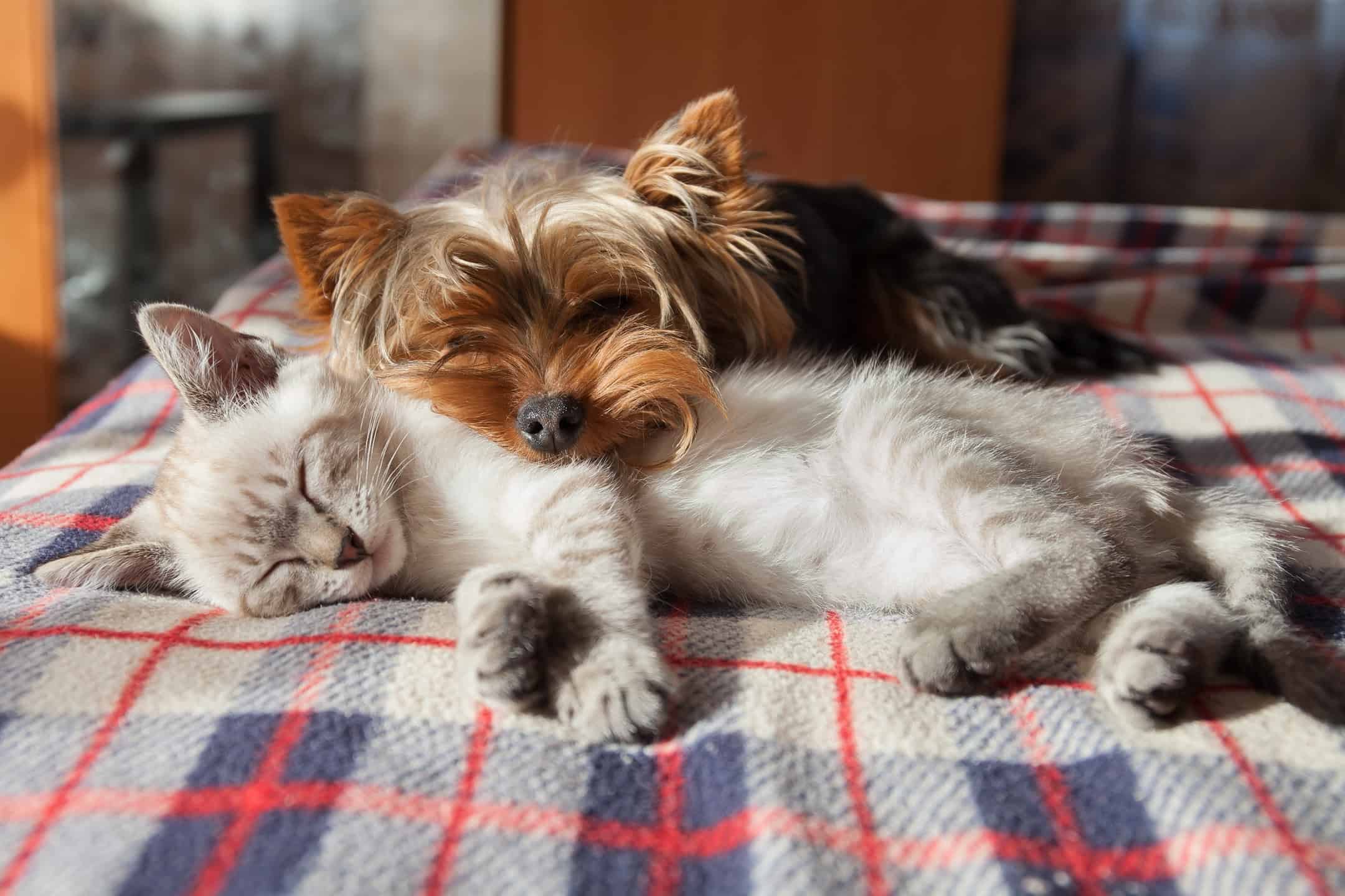 house viewings with pets