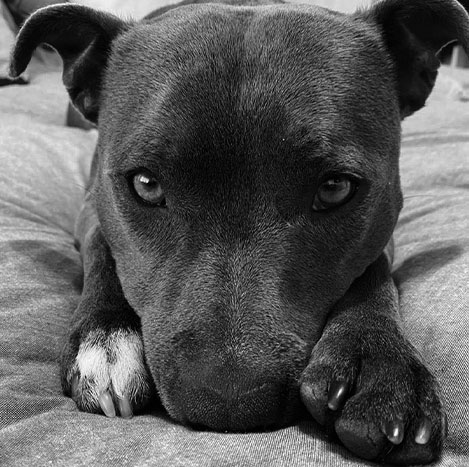tilly_img