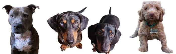 dogs