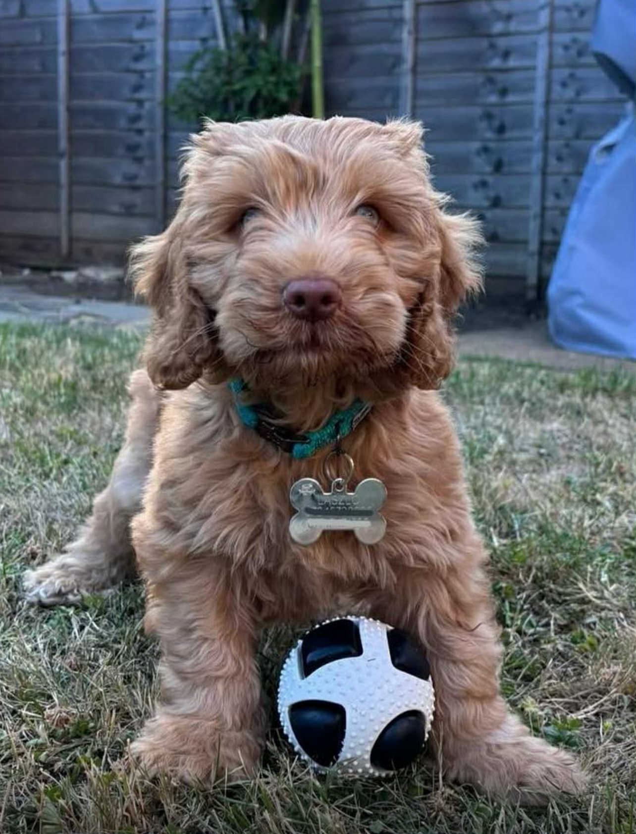 zola